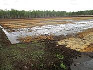 Bewässerte Polderfläche mit anwachsenden Torfmoosen (Anfang Mai)