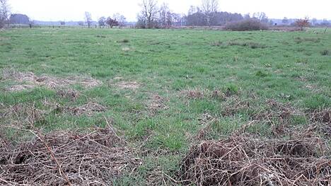 Abbildung 4: Artenarmes trockenes Grünland auf Niedermoorboden. Hier wird eine der Pilotflächen eingerichtet.
