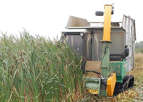 Erntemaschine für Rohrkolben