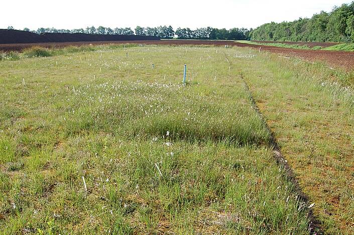 Torfmoosfarming in Ramsloh (Niedersachsen)