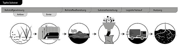 Wertschöpfungskette von Rohrkolben für Substrate